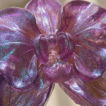 Orquídea De Ensueño